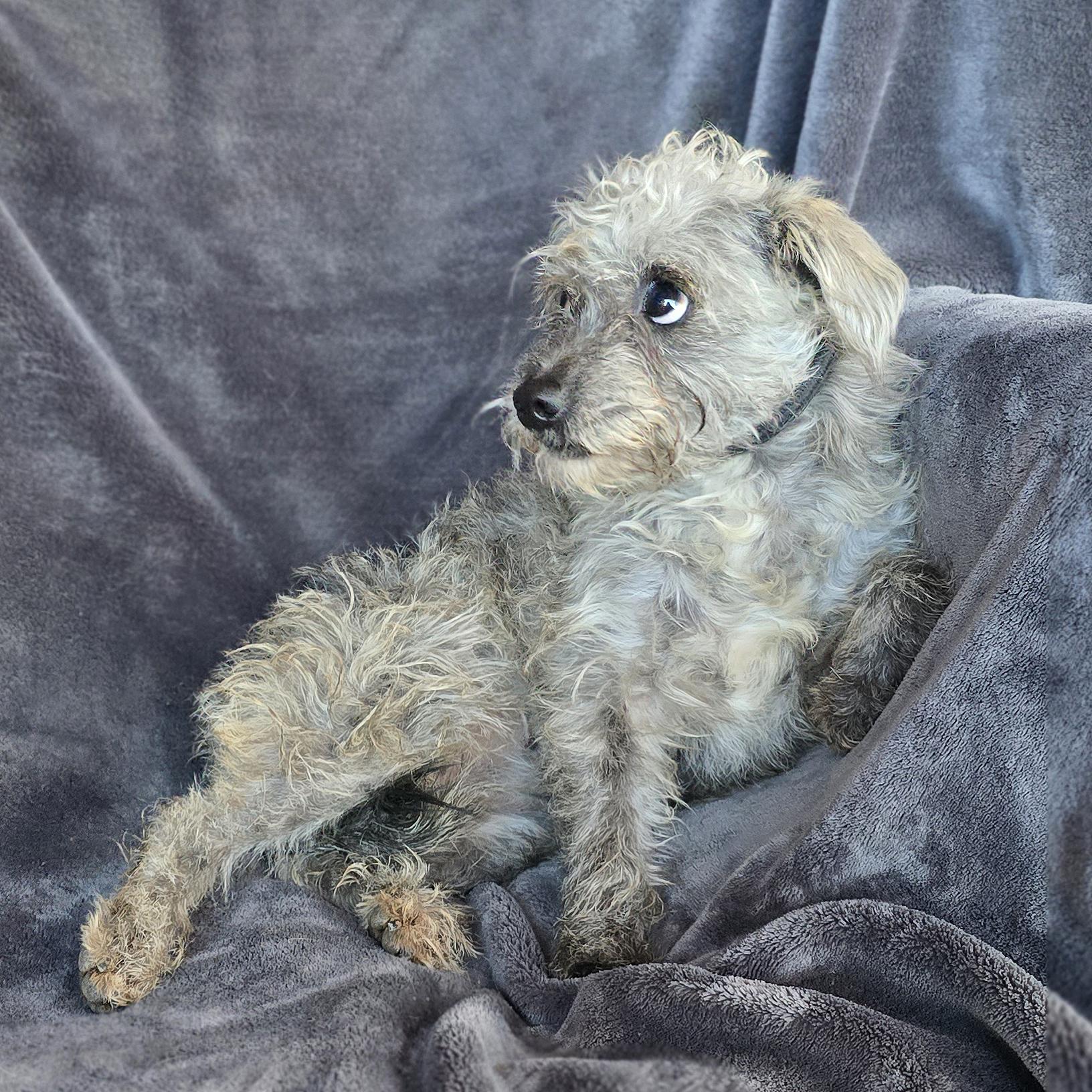 Gorgeous Lil Ms Grisella thumbnail 2