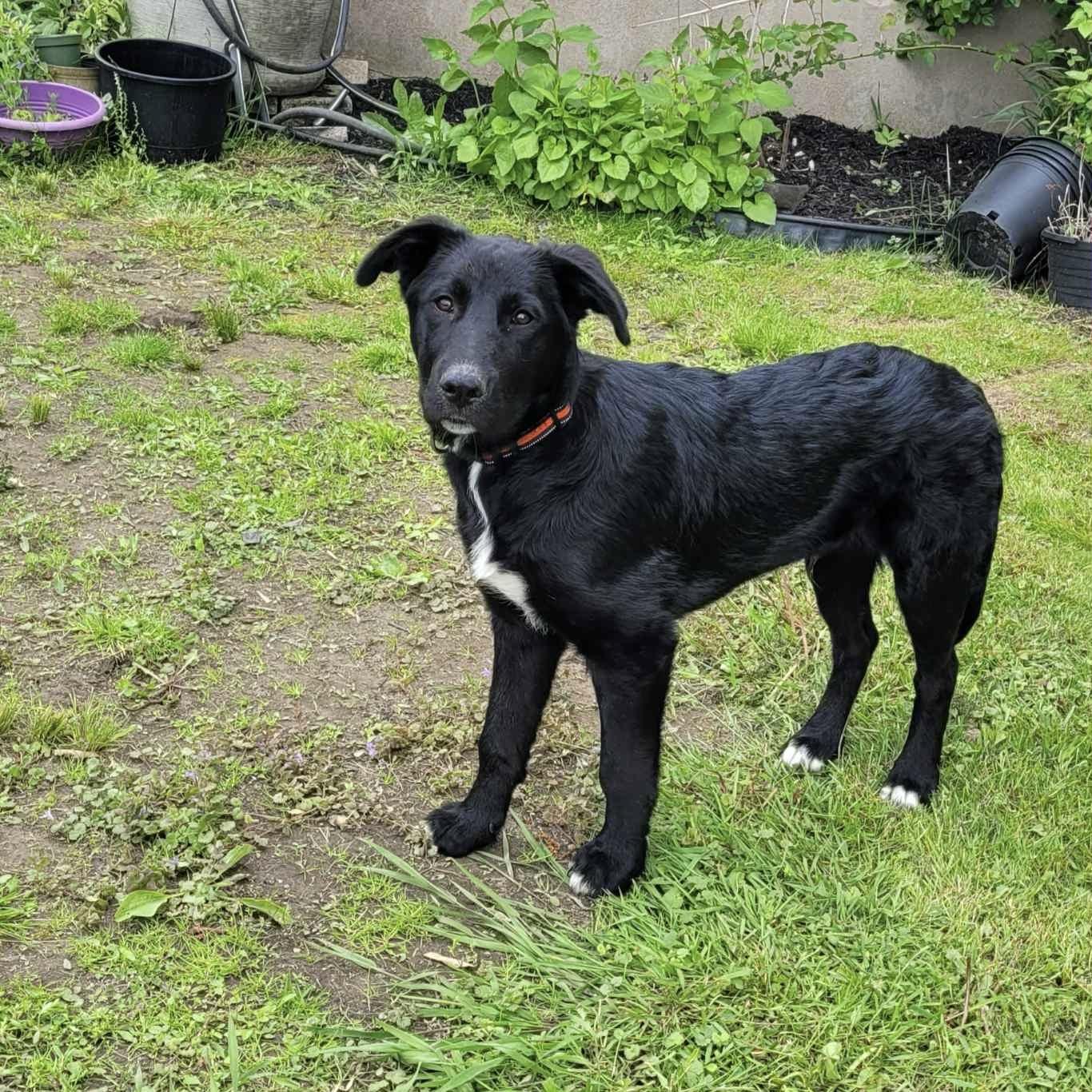 Felix (20250612-01) — thumbnail 3