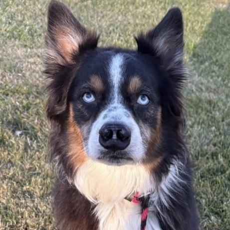 Enlarge Chase, a ADOPTABLE Australian Shepherd in Warwick, NY image 1/1
