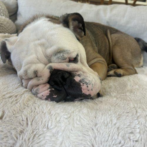 Enlarge Coco, a Adoptable English Bulldog in Chicago, IL image 1/6