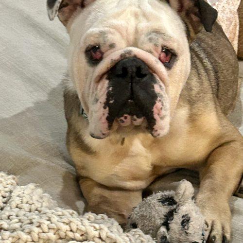Enlarge Coco, a Adoptable English Bulldog in Chicago, IL image 2/6