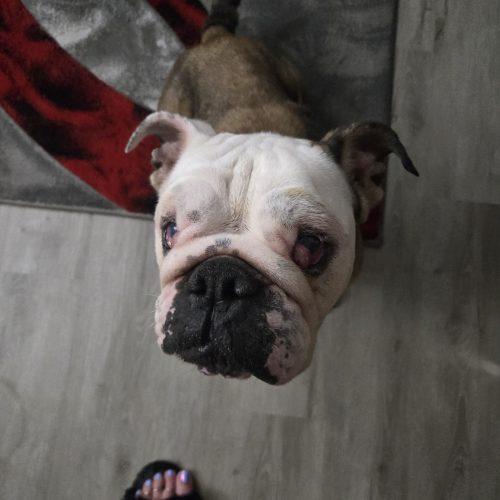 Enlarge Coco, a Adoptable English Bulldog in Chicago, IL image 3/6