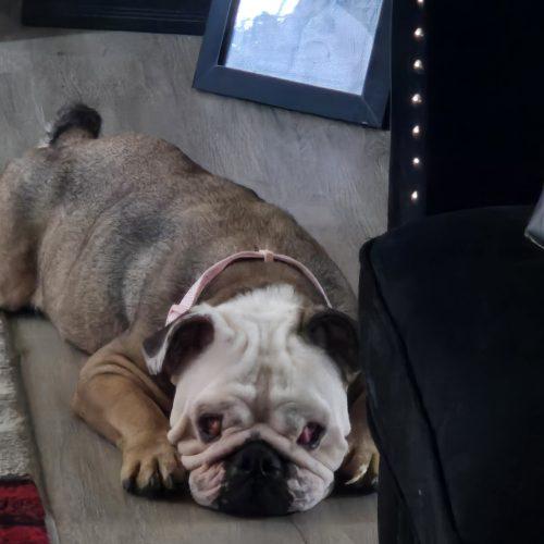 Enlarge Coco, a Adoptable English Bulldog in Chicago, IL image 4/6