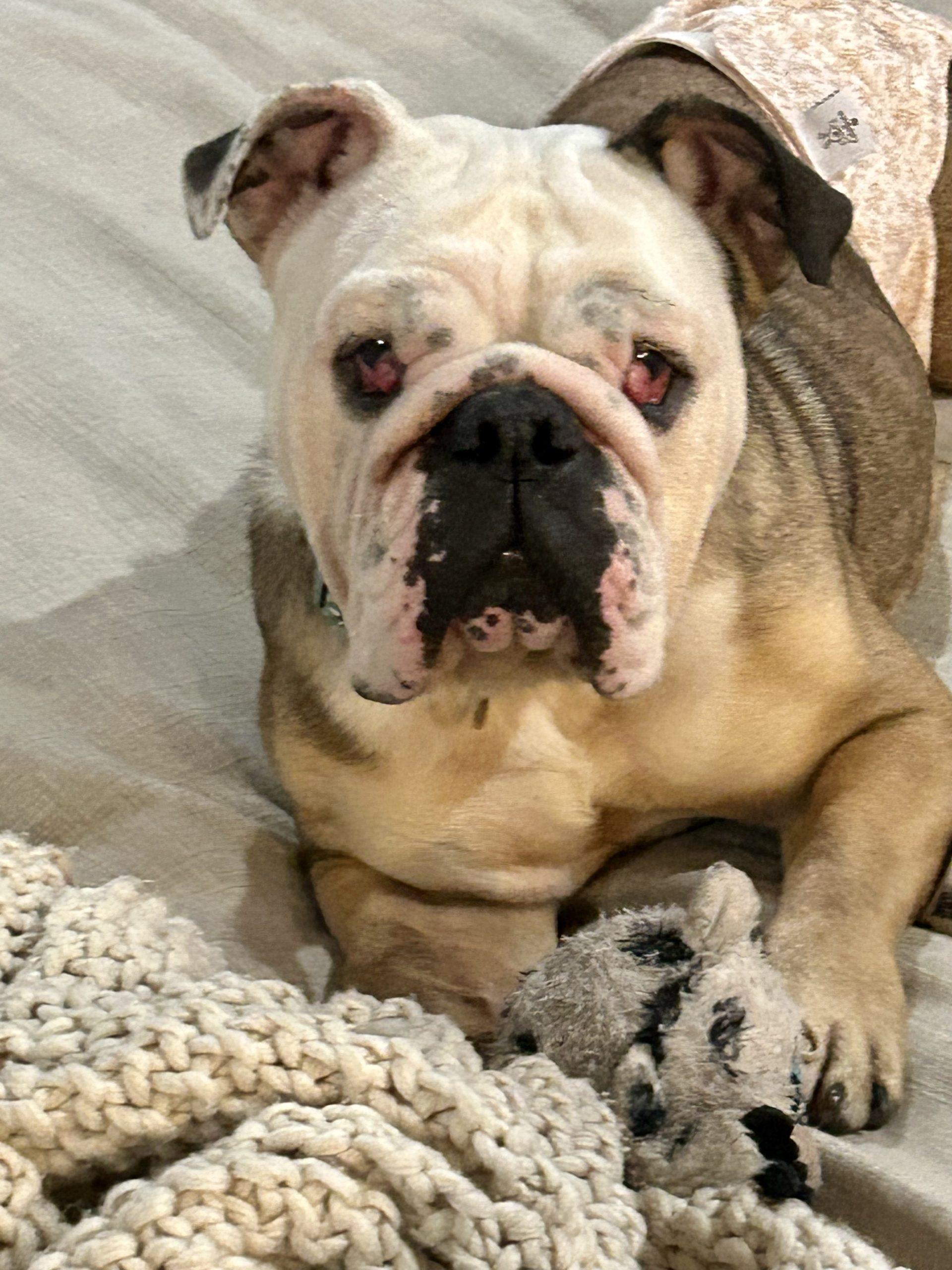 Enlarge Coco, a Adoptable English Bulldog in Chicago, IL image 5/6