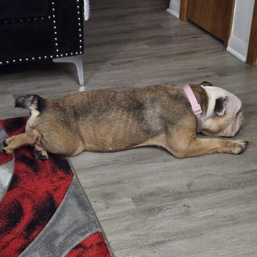 Enlarge Coco, a Adoptable English Bulldog in Chicago, IL image 6/6