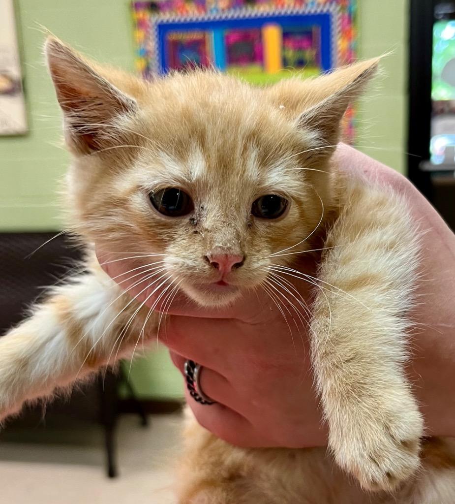 Queso, Adoptable, Kitten Male Domestic Medium Hair.