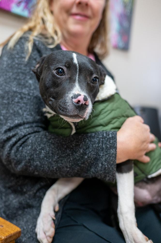 Enlarge Jasmine, a Adoptable mixed breed in Mundelein, IL image 1/6