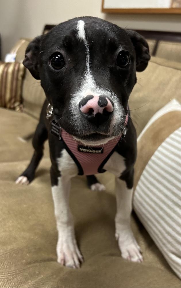 Jasmine, Adoptable, Puppy Female Pit Bull Terrier.