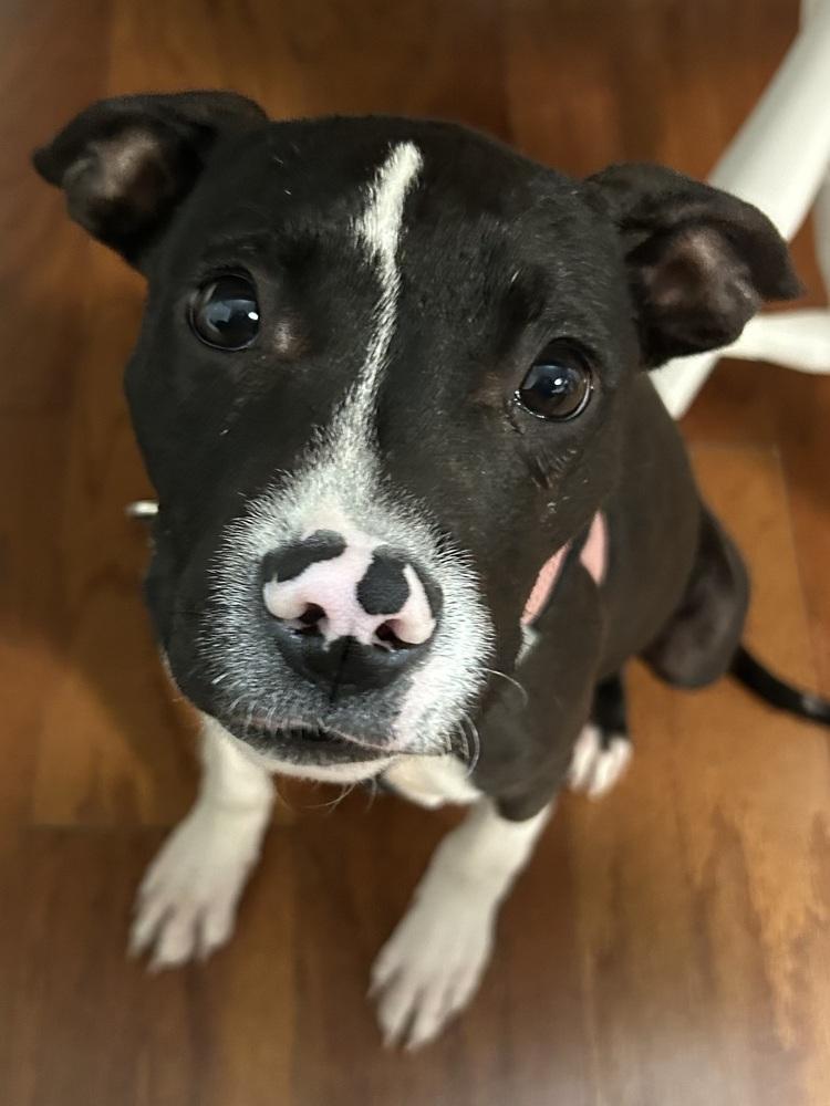 Enlarge Jasmine, a Adoptable mixed breed in Mundelein, IL image 3/6