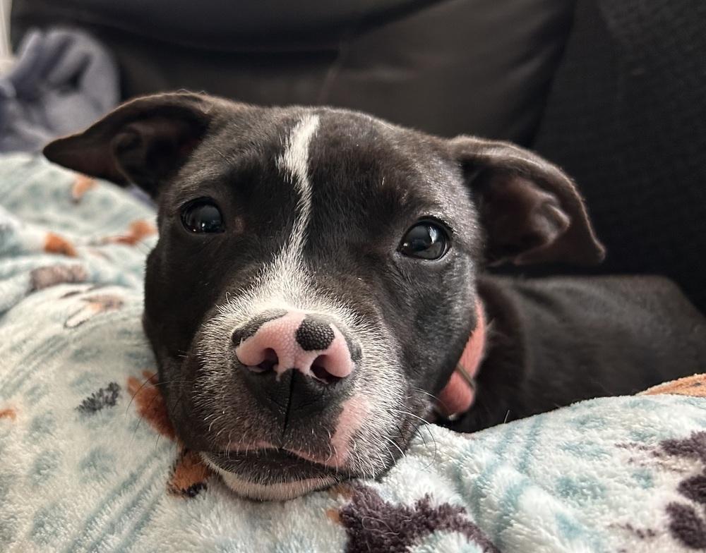 Enlarge Jasmine, a Adoptable mixed breed in Mundelein, IL image 4/6