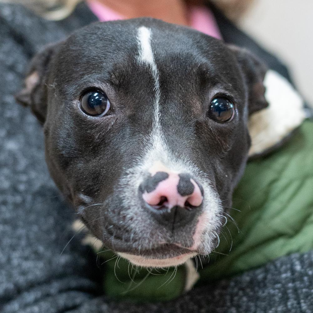 Enlarge Jasmine, a Adoptable mixed breed in Mundelein, IL image 5/6