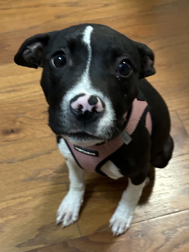 Enlarge Jasmine, a Adoptable mixed breed in Mundelein, IL image 6/6