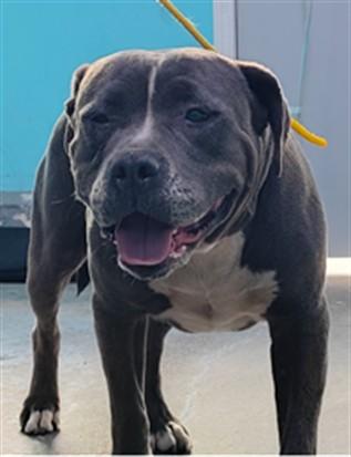 MONIQUE, Adoptable, Young Female Pit Bull Terrier.