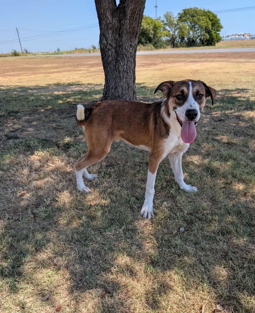 Kale, Adoptable, Puppy Male Australian Shepherd.