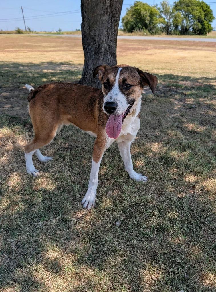 Enlarge Kale, a Adoptable Australian Shepherd in Arlington, TX image 2/6