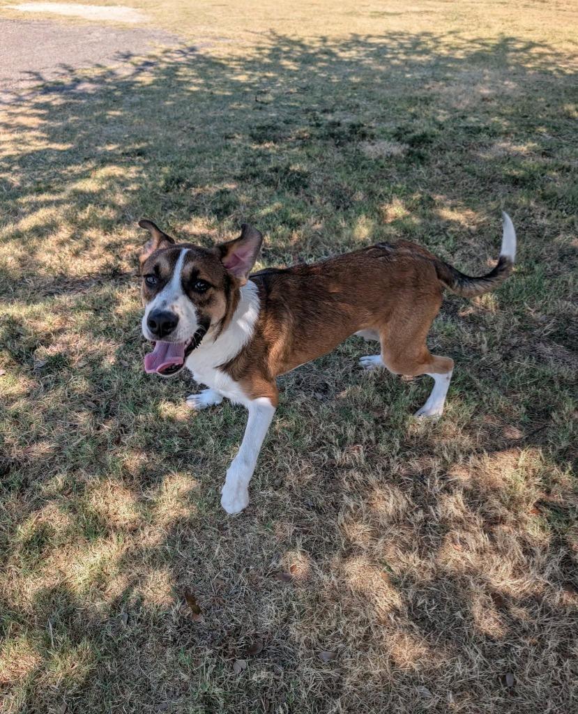 Enlarge Kale, a Adoptable Australian Shepherd in Arlington, TX image 3/6