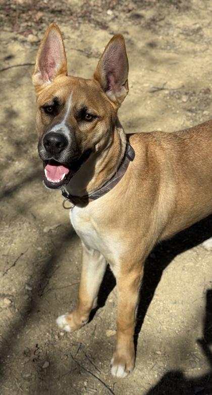 Balto — thumbnail 2