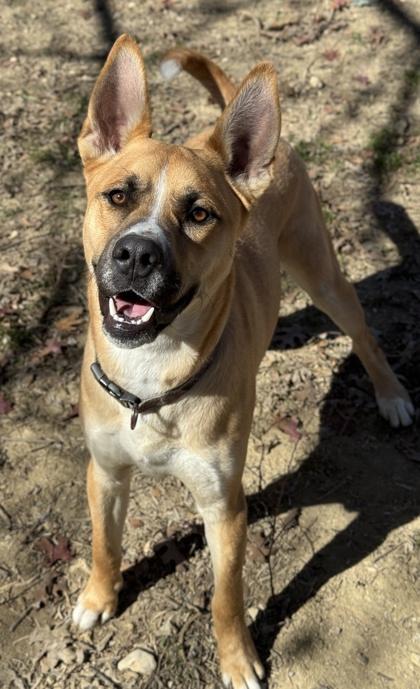 Balto — thumbnail 3