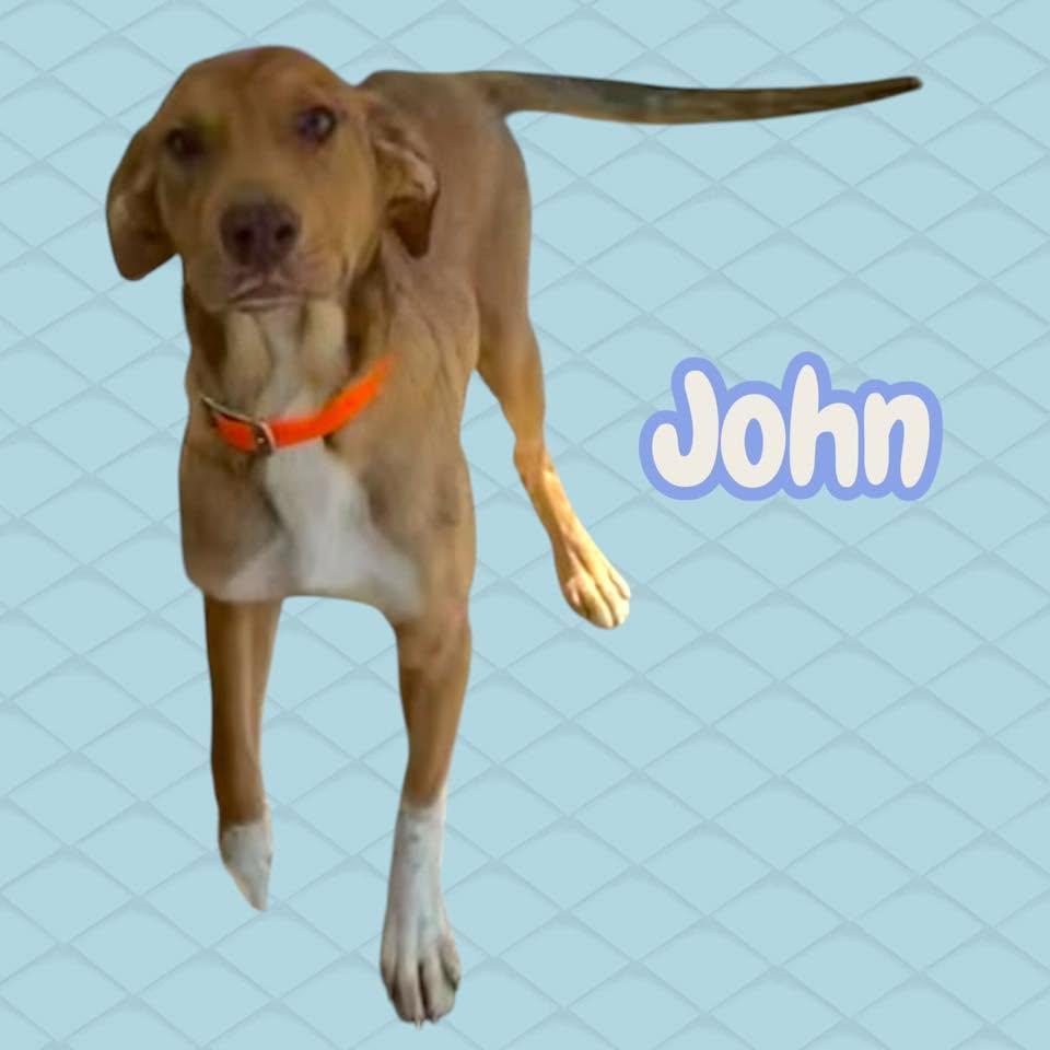 Enlarge John, a Adopted mixed breed in Stratford, CT image 3/3