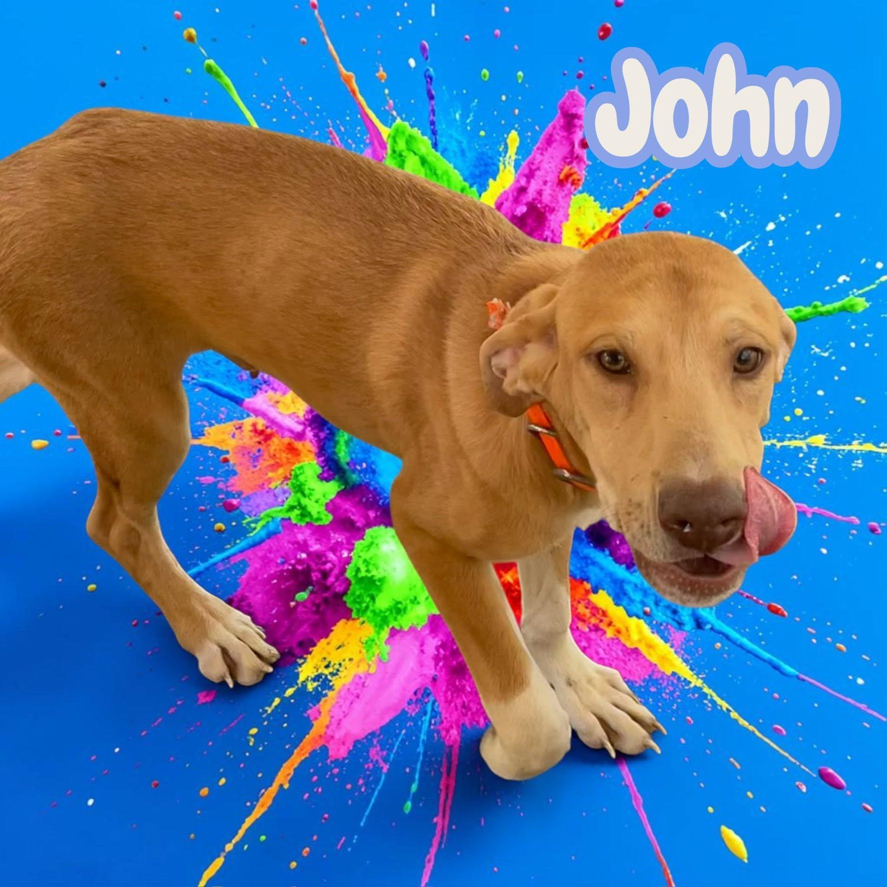 Enlarge John, a Adopted mixed breed in Stratford, CT image 2/3
