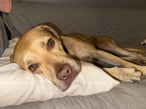 Koi, Adoptable, Adult Female Pit Bull Terrier.