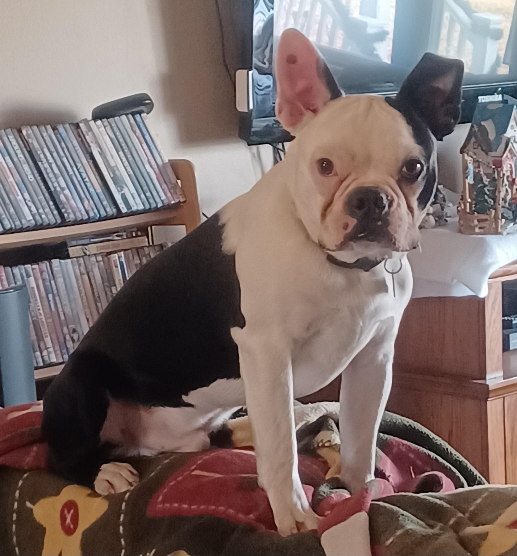 Nick in MO, ADOPTABLE, Puppy Male Boston Terrier.