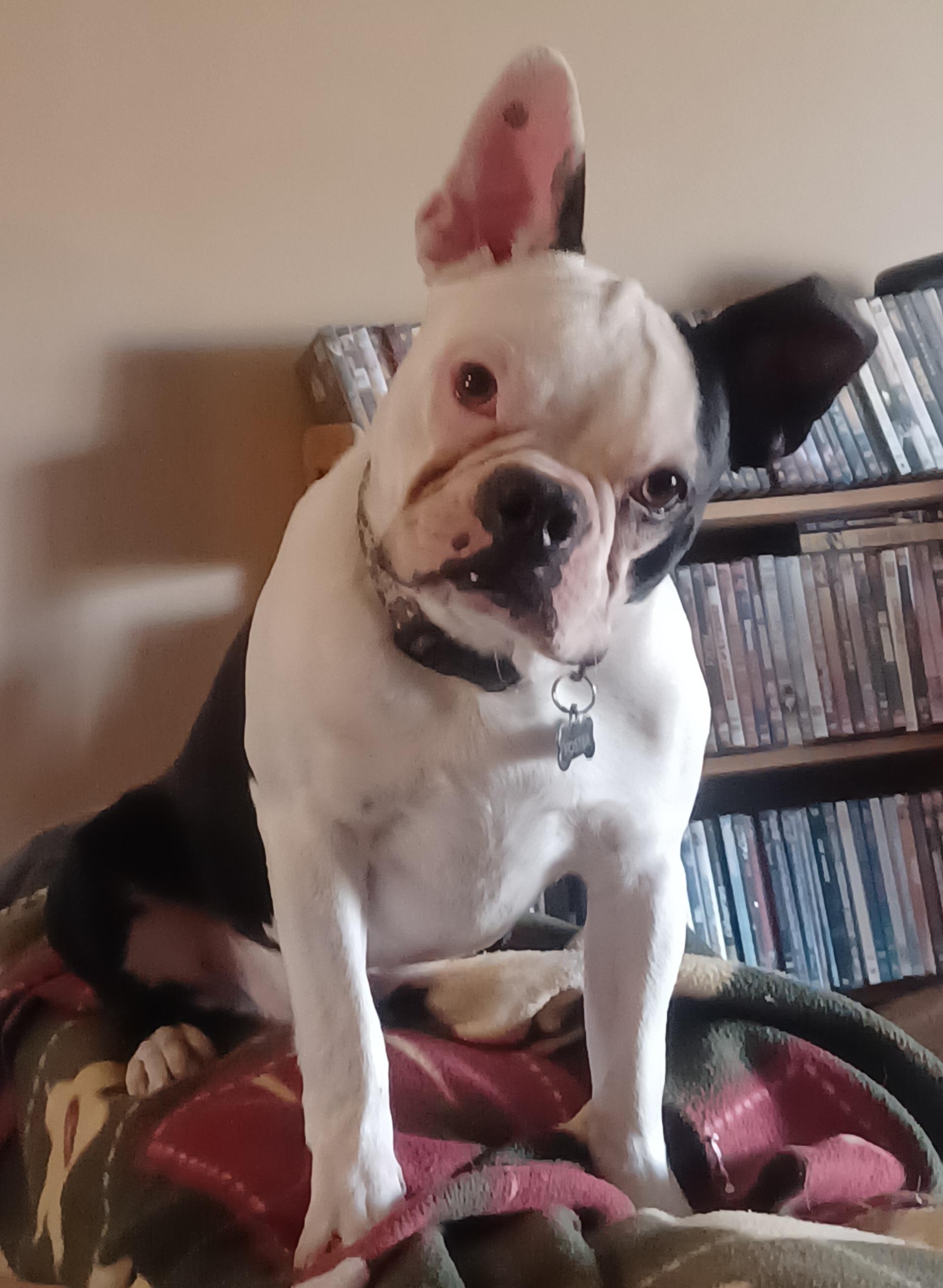 Enlarge Nick - Pending, a ADOPTABLE Boston Terrier in Kansas City, MO image 5/6