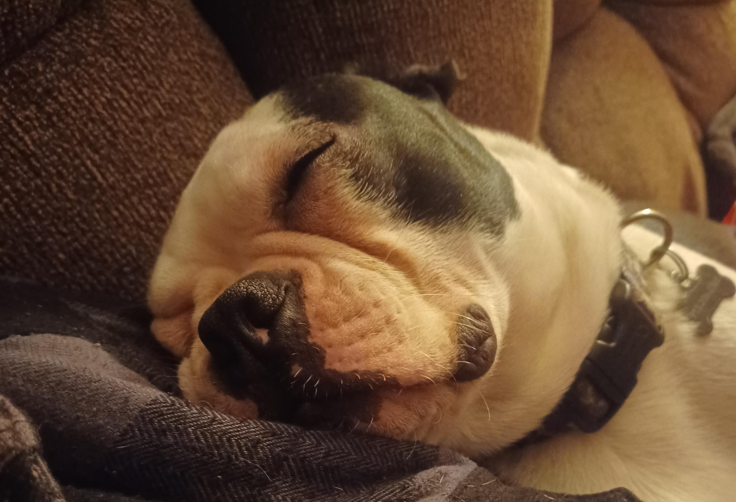 Enlarge Nick - Pending, a ADOPTABLE Boston Terrier in Kansas City, MO image 6/6