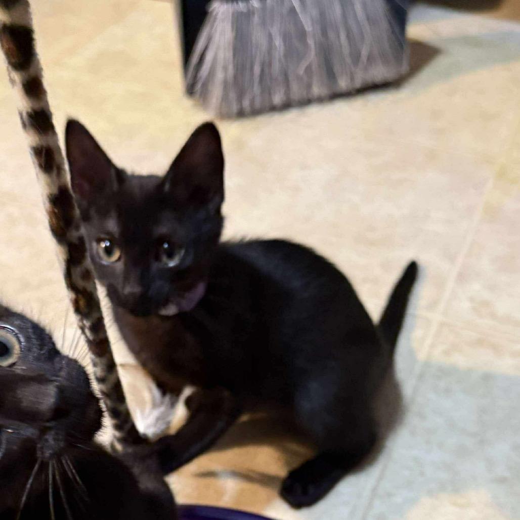 Enlarge Dora, a Adoptable Domestic Short Hair in Ferndale, WA image 2/3