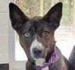 Mia, an adoptable Husky, Akita in Portsmouth, OH, 45662 | Photo Image 1