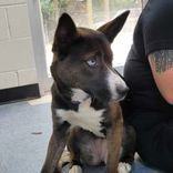 Mia, an adoptable Husky, Akita in Portsmouth, OH, 45662 | Photo Image 3