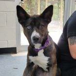 Mia, an adoptable Husky, Akita in Portsmouth, OH, 45662 | Photo Image 2