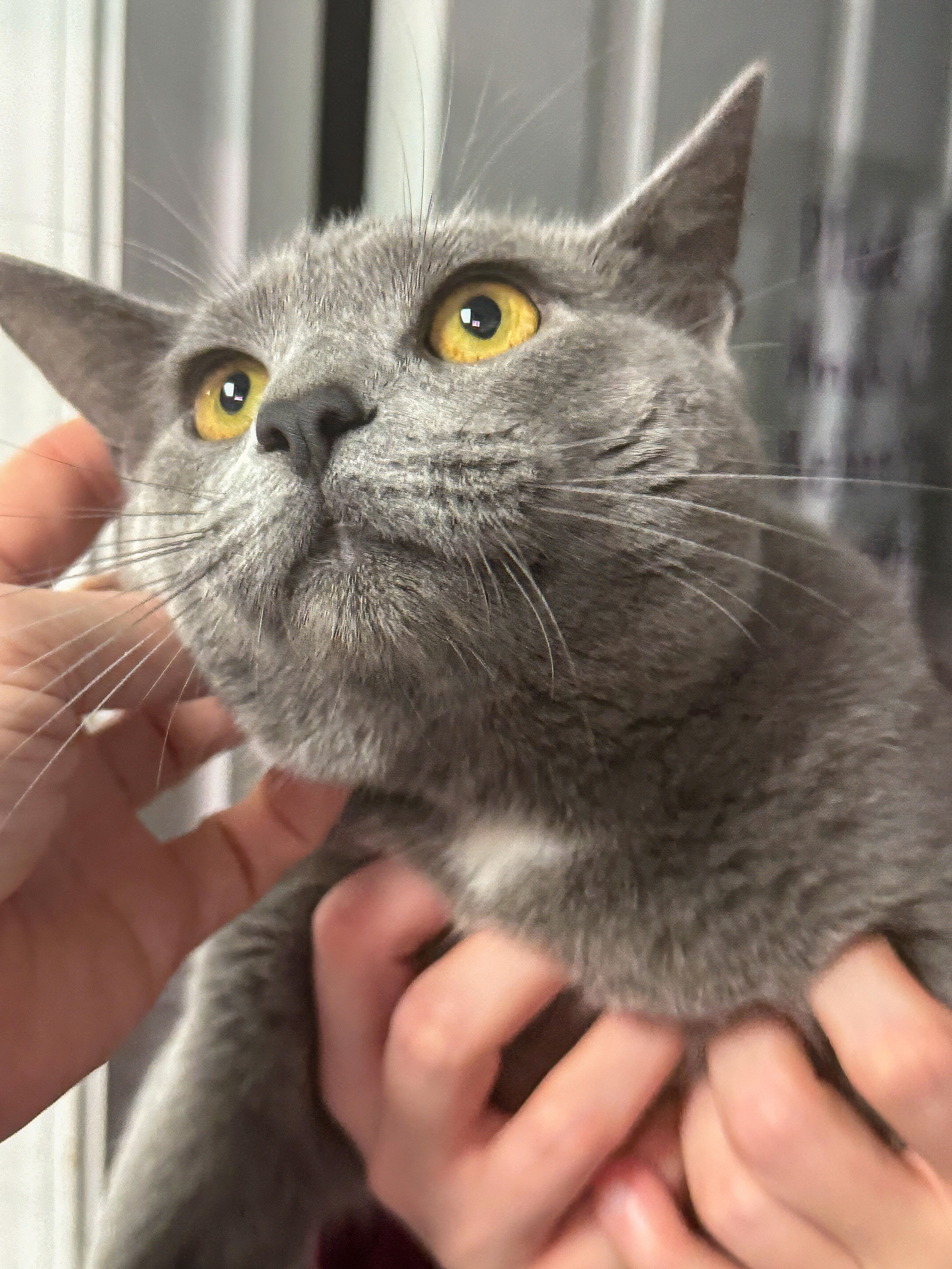 Kitty Smalls — thumbnail 3