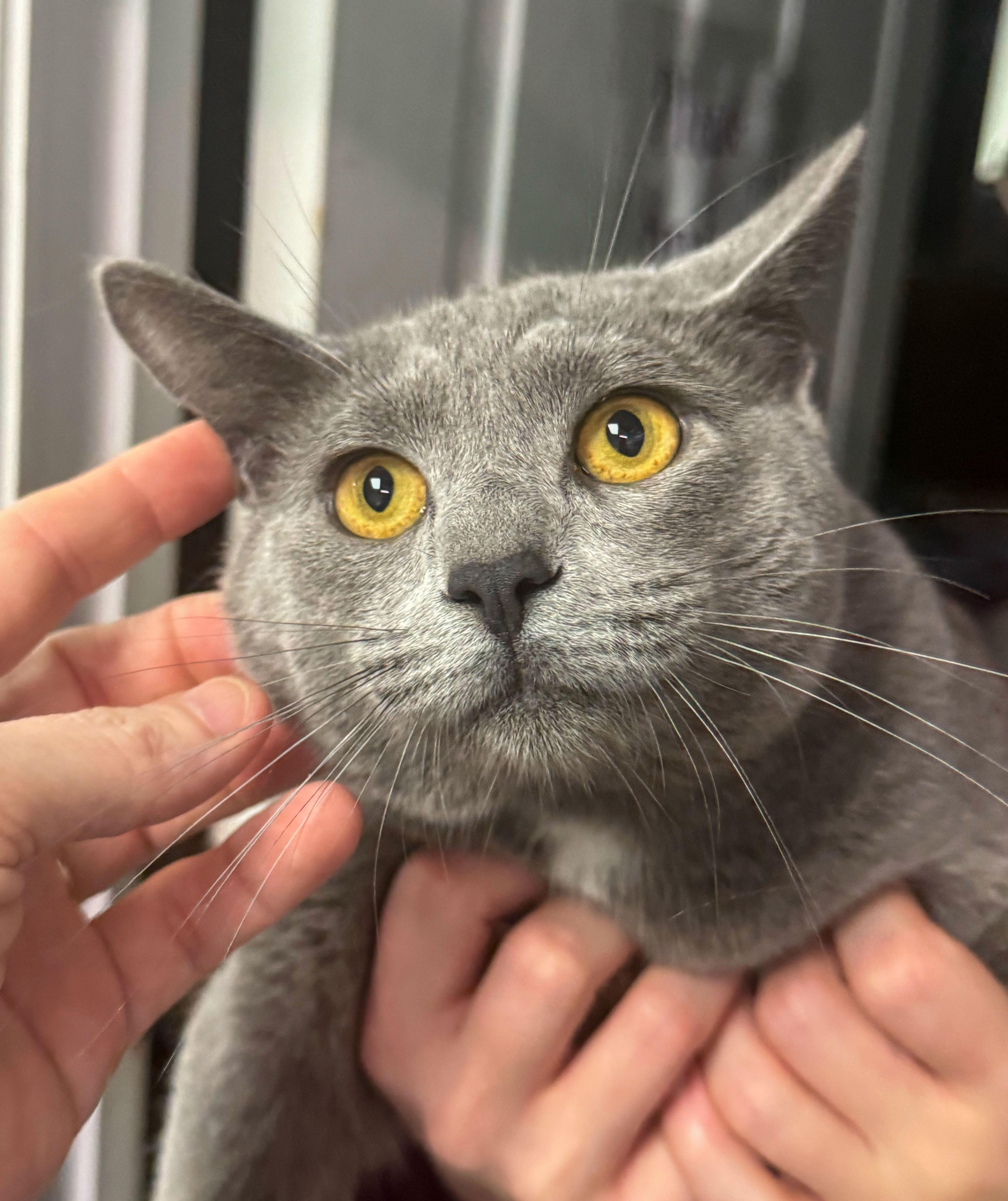 Kitty Smalls — thumbnail 4