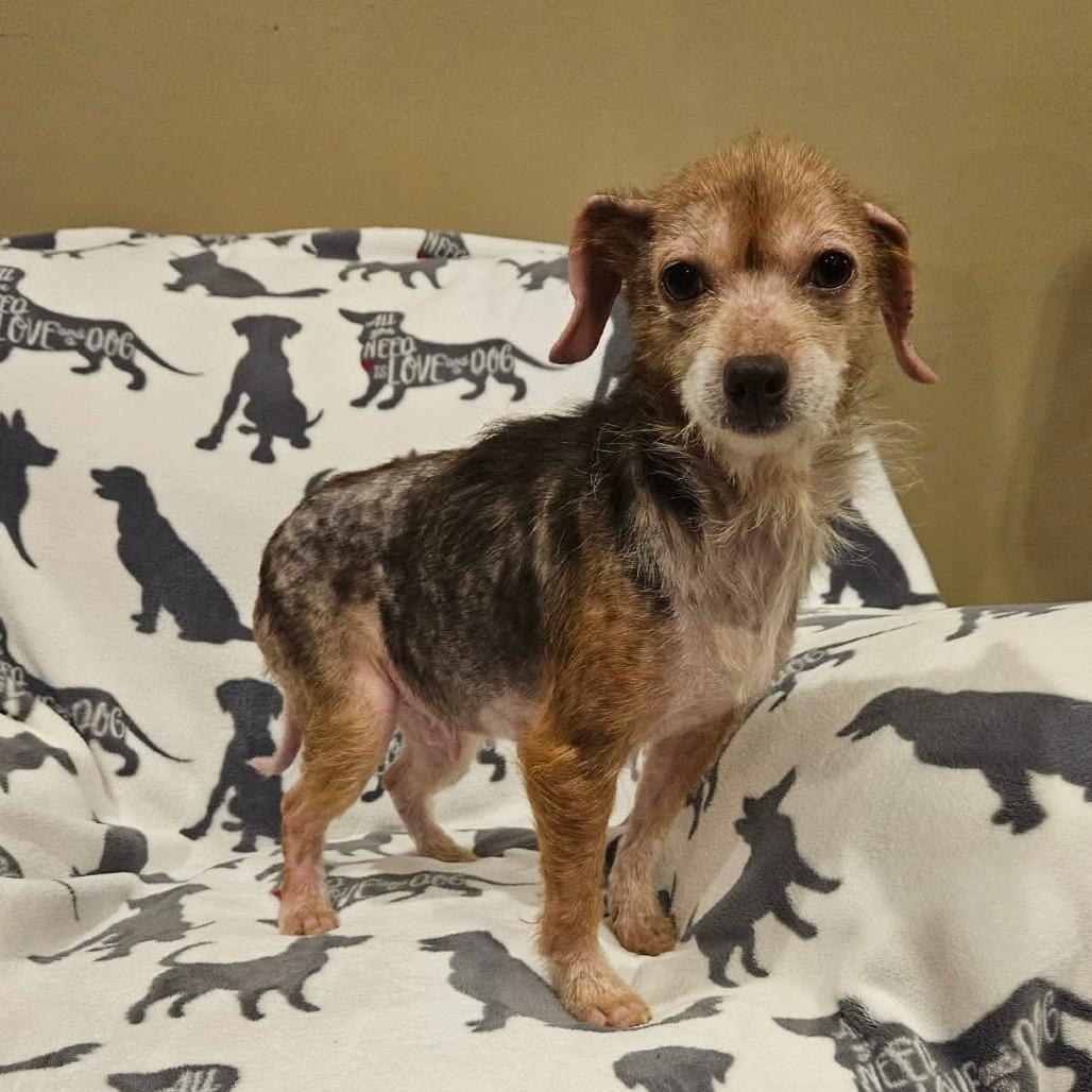 Womp, Adoptable, Adult Female Mixed Breed.