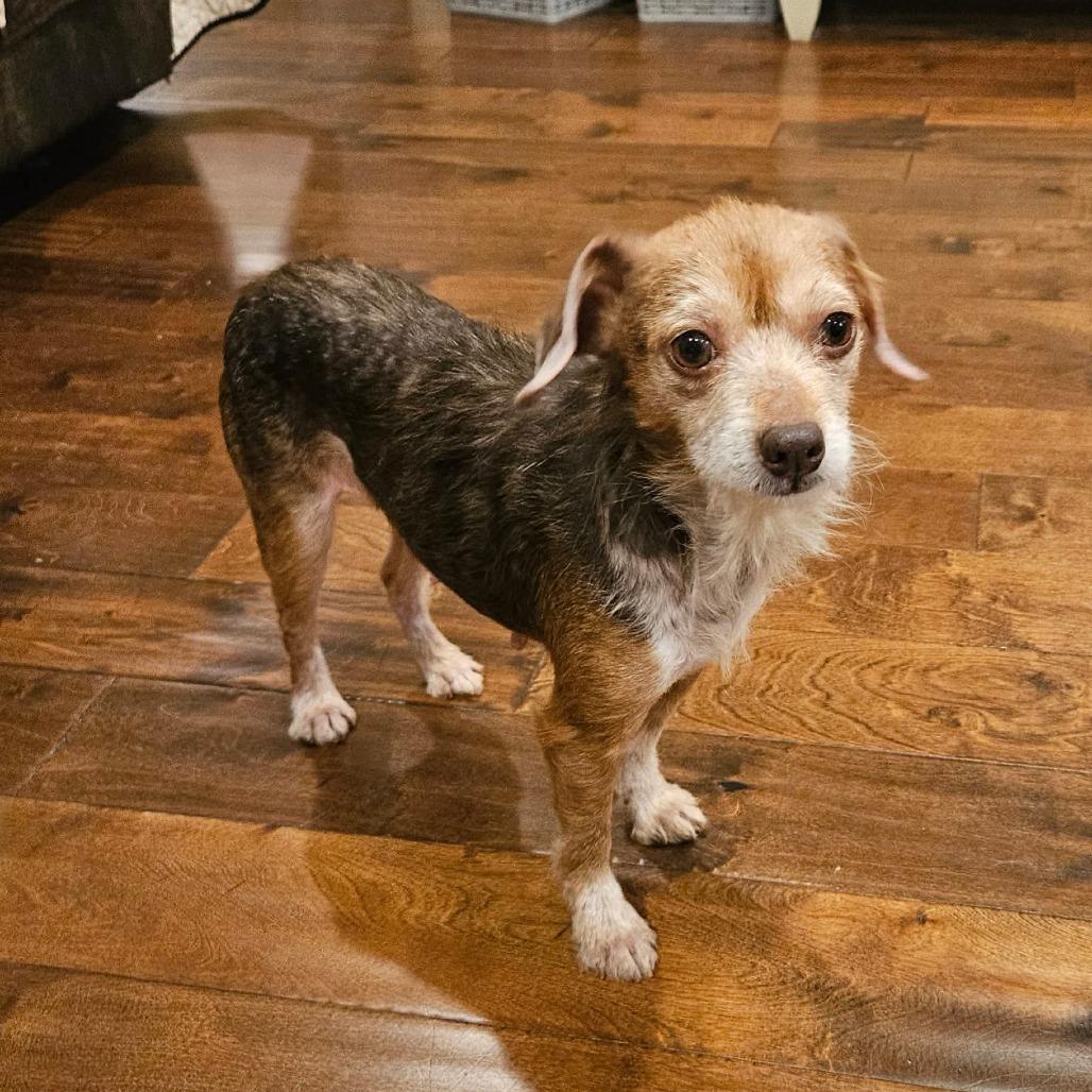 Enlarge Womp, a Adoptable Mixed Breed in Jackson, MO image 2/3