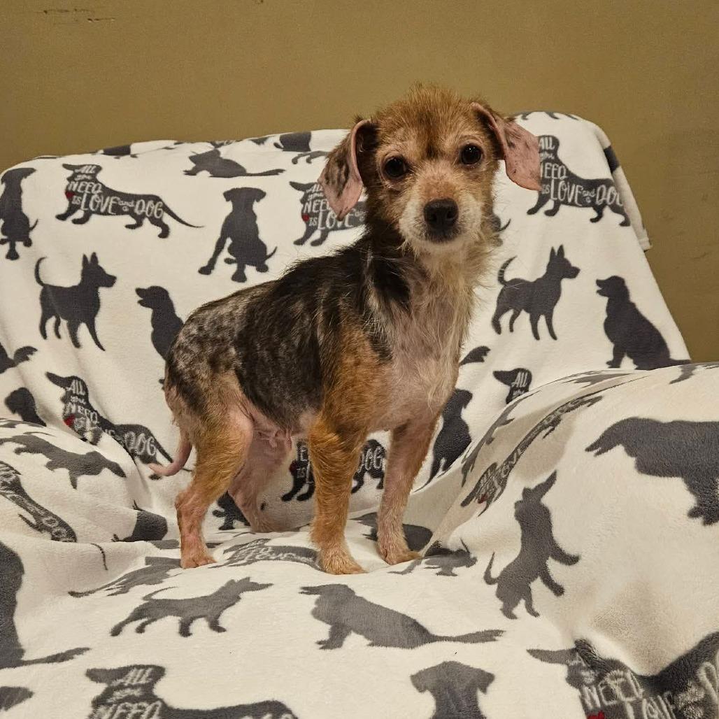 Enlarge Womp, a Adoptable Mixed Breed in Jackson, MO image 3/3