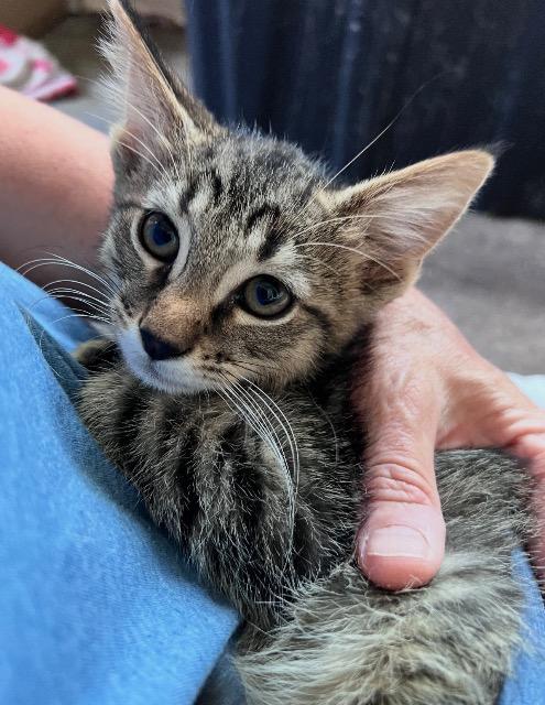 Rascal, Adoptable, Kitten Male Domestic Short Hair.