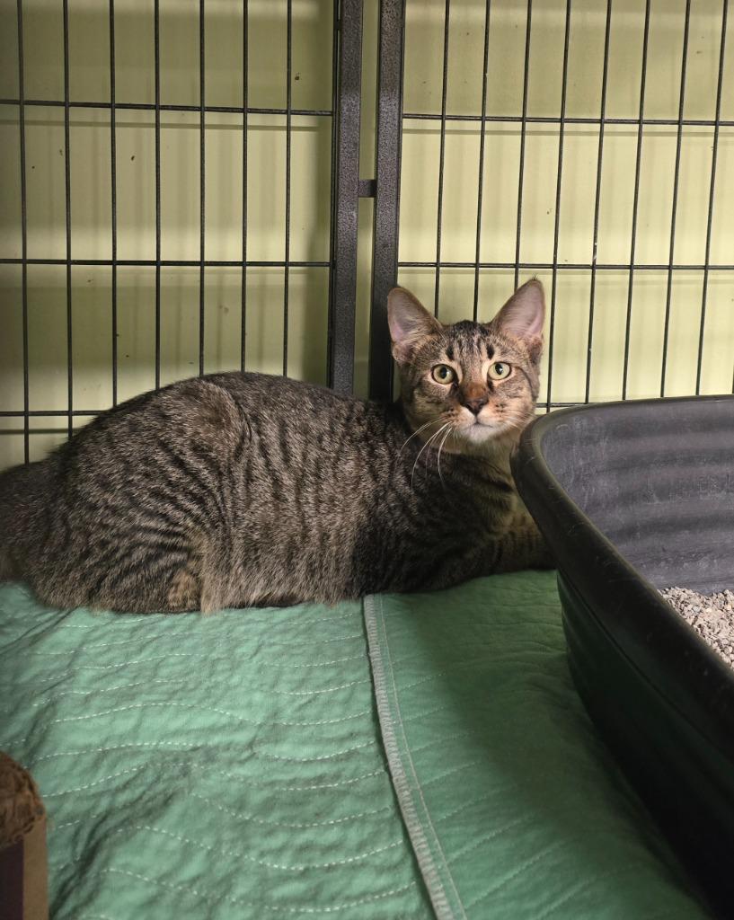 Enlarge Rascal, a Adoptable mixed breed in Auburn, IN image 2/3