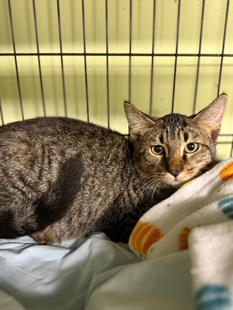 Enlarge Rascal, a Adoptable mixed breed in Auburn, IN image 3/3