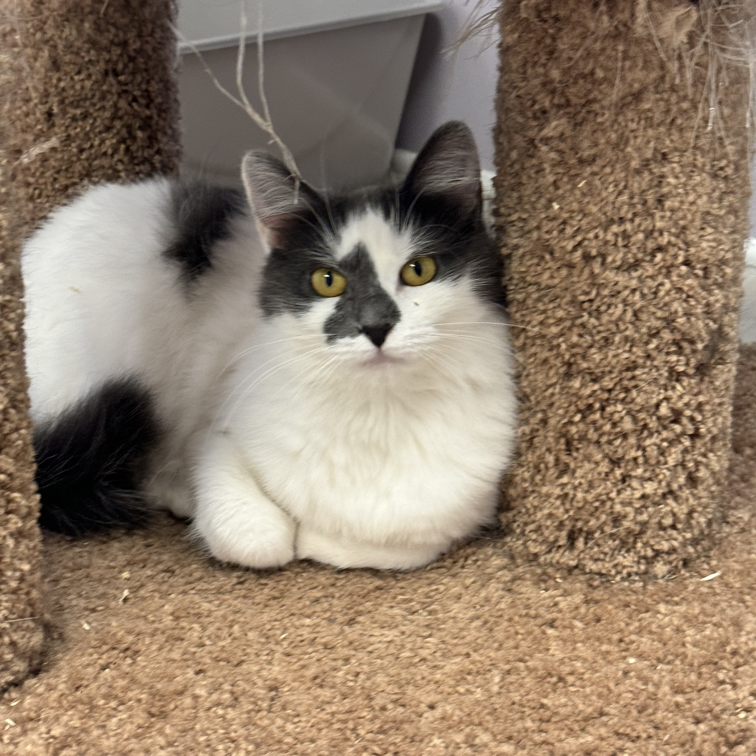Grace, Young Female Domestic Medium Hair