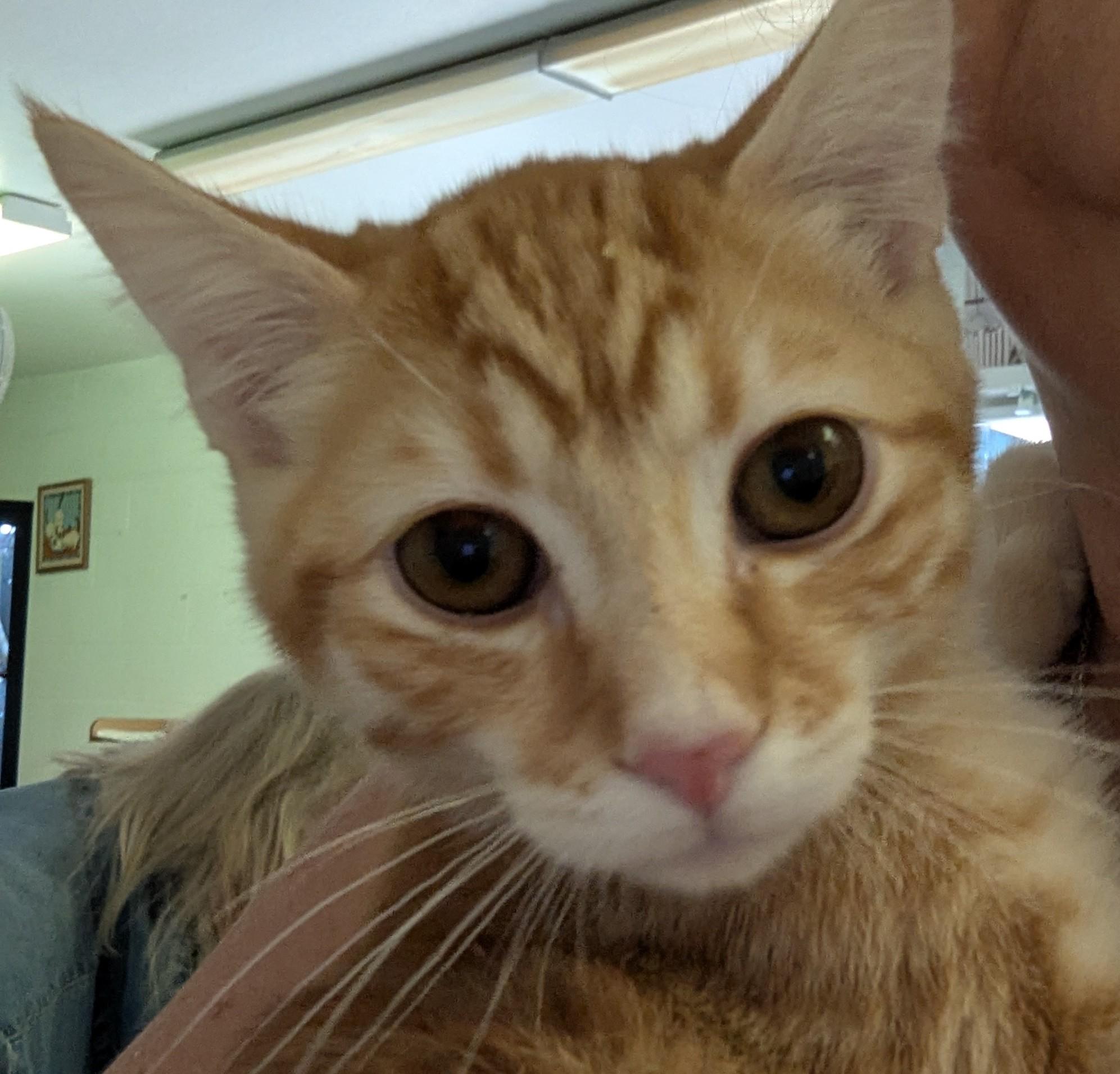 Lava, Adopted, Kitten Male Domestic Short Hair.