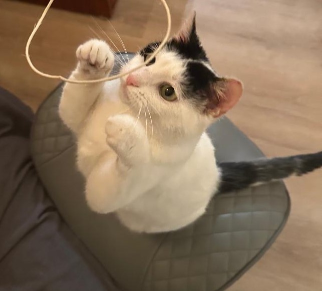 Charlotte, a Adopted Domestic Short Hair in Henrico, VA image 1/2