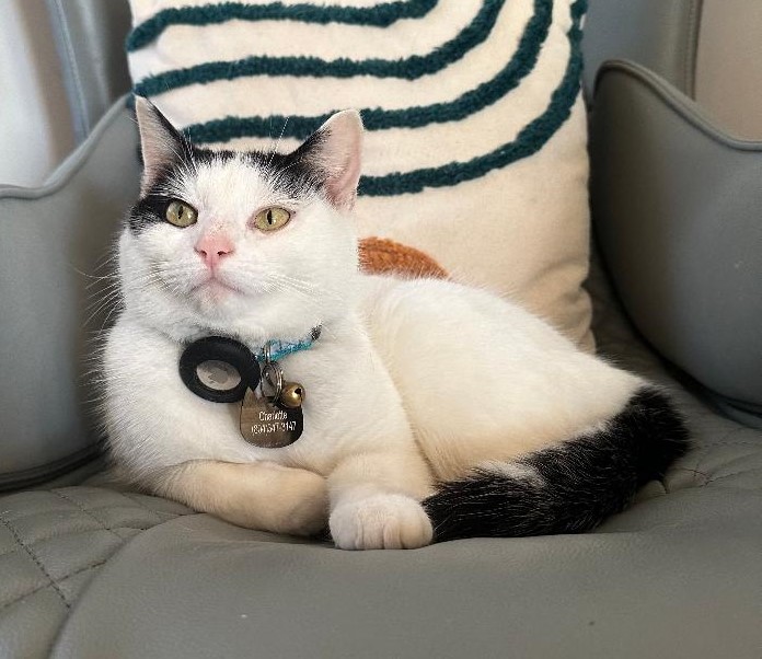 Charlotte, a Adopted Domestic Short Hair in Henrico, VA image 2/2