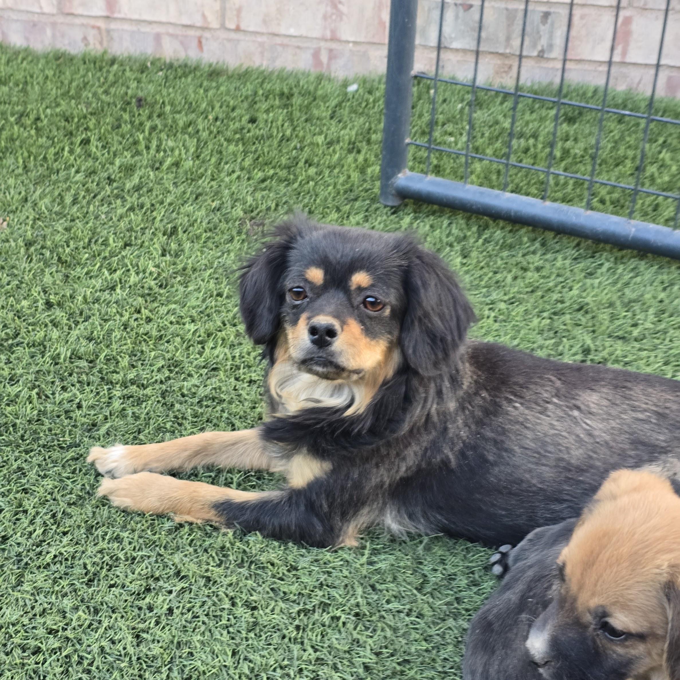 In Foster - Adoption Pending - Lady Godiva, adopted, Adult Female Spaniel & Mixed Breed.