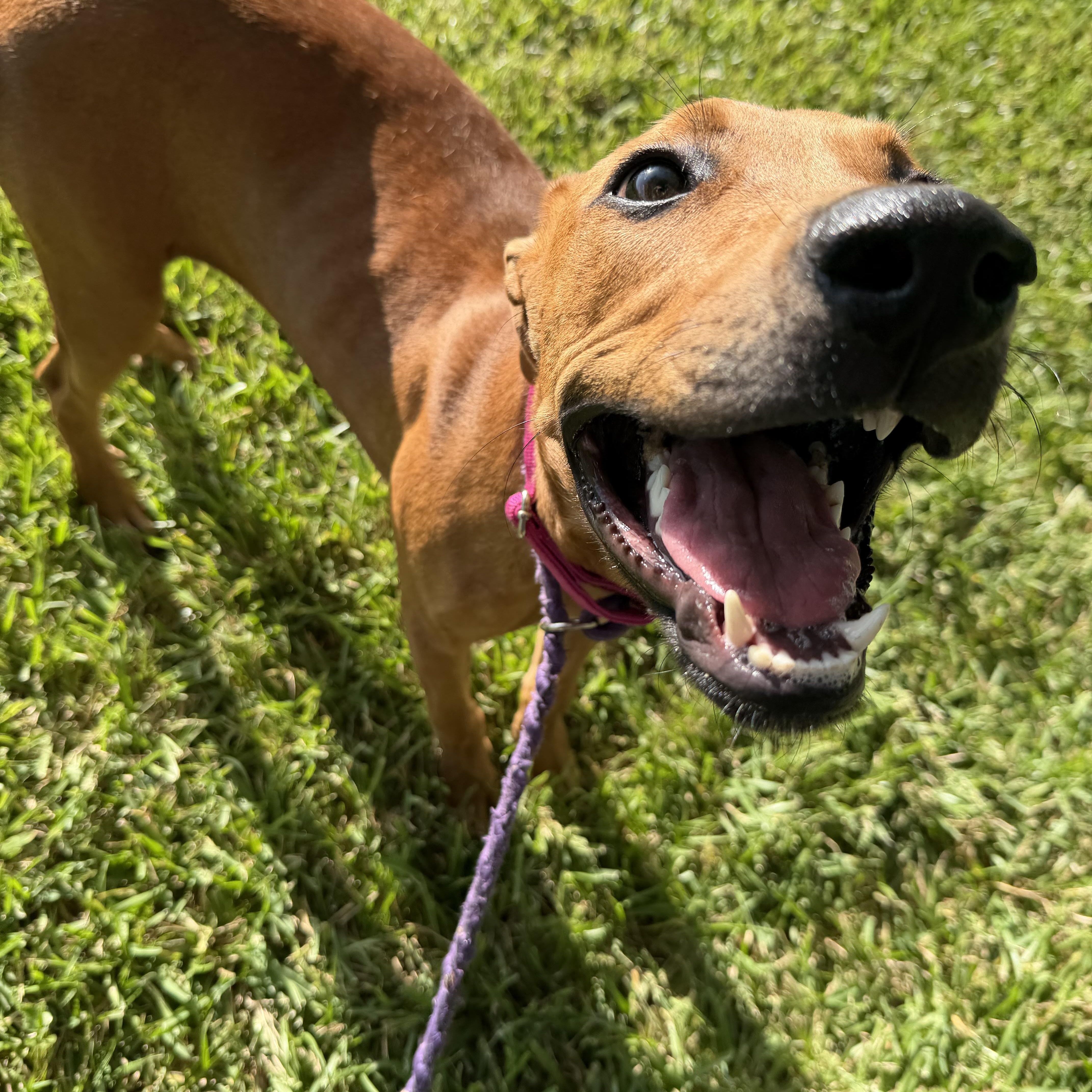 Enlarge Robin, a Adoptable mixed breed in Brentwood, NH image 4/5