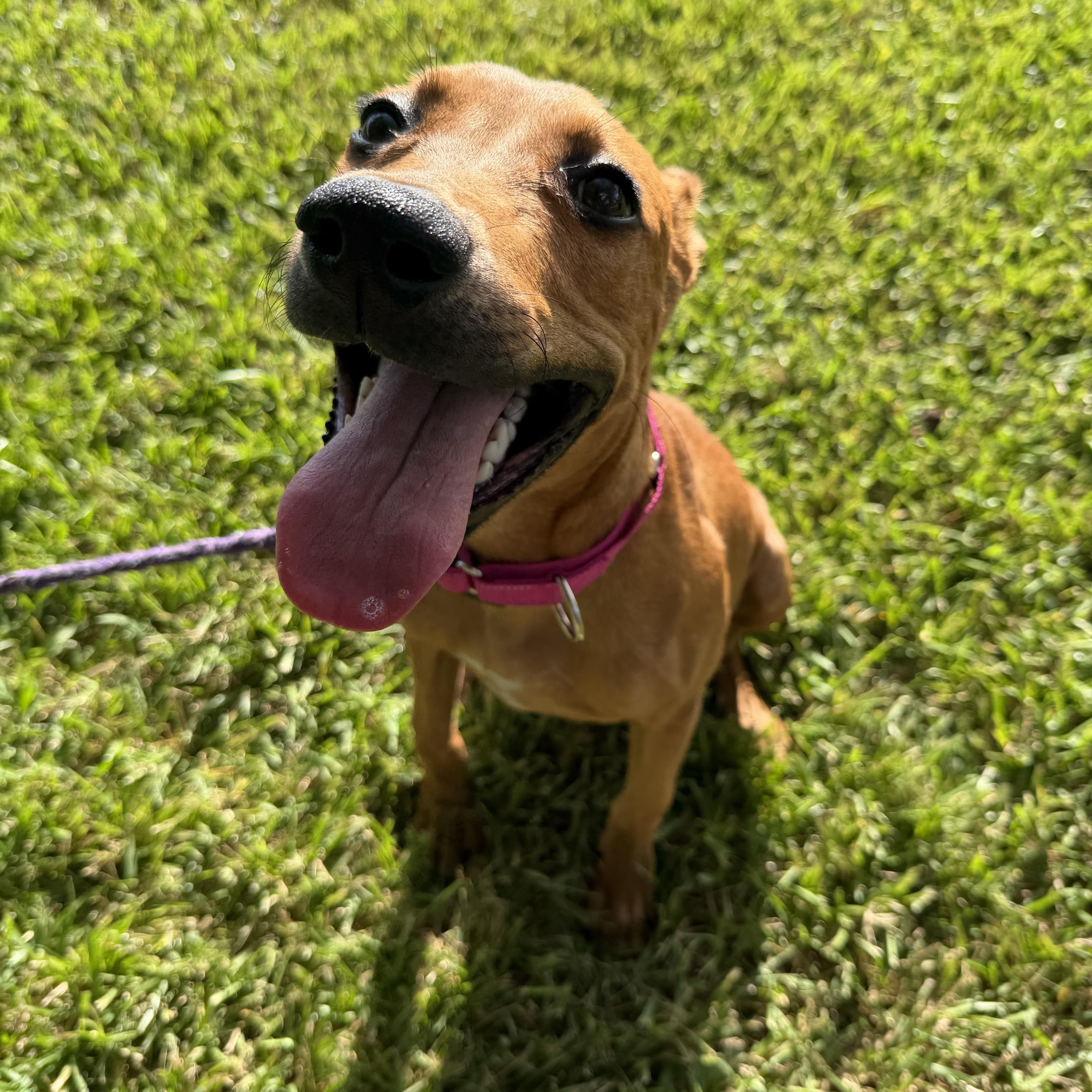 Robin, Adoptable, Puppy Female Hound.