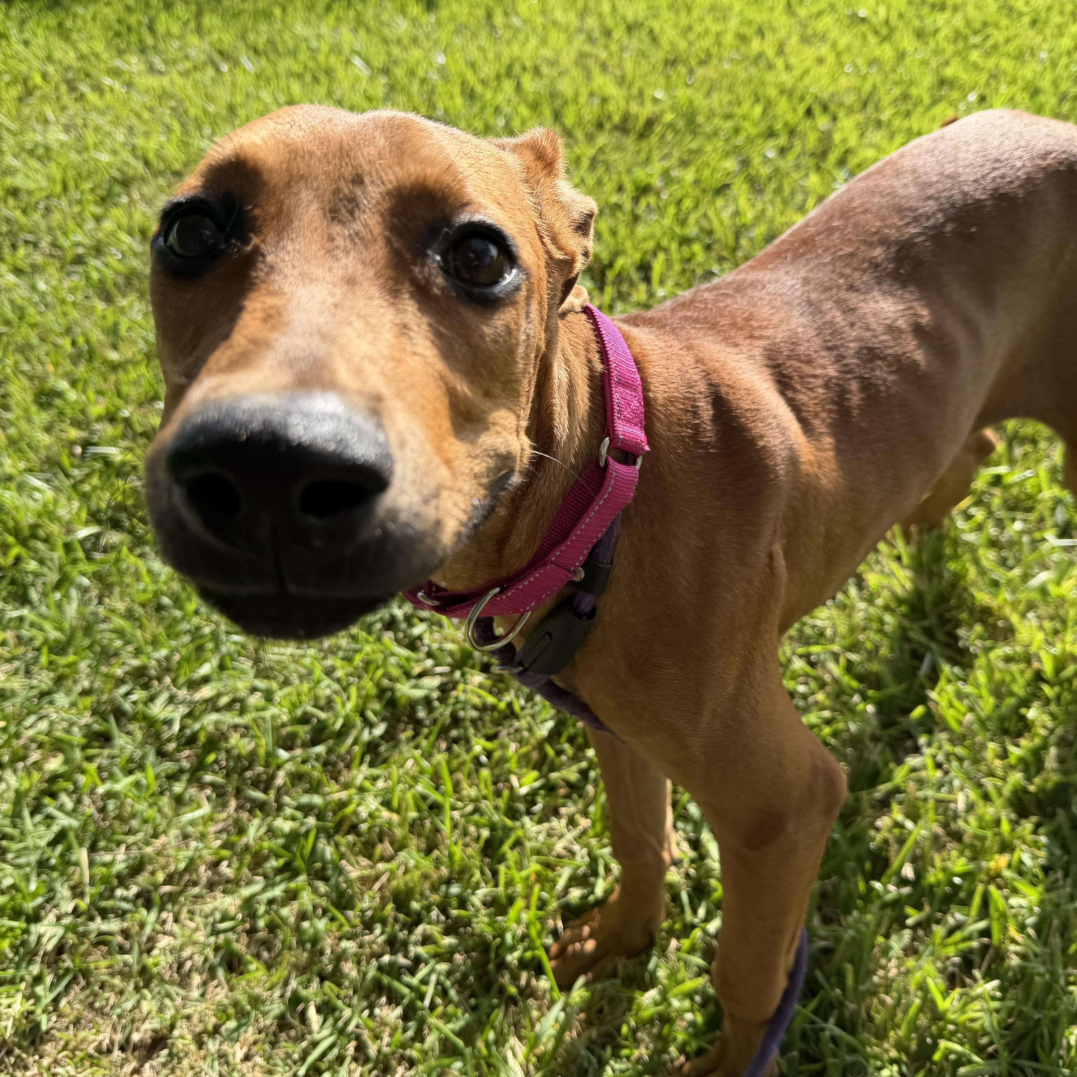Enlarge Robin, a Adoptable mixed breed in Brentwood, NH image 3/5