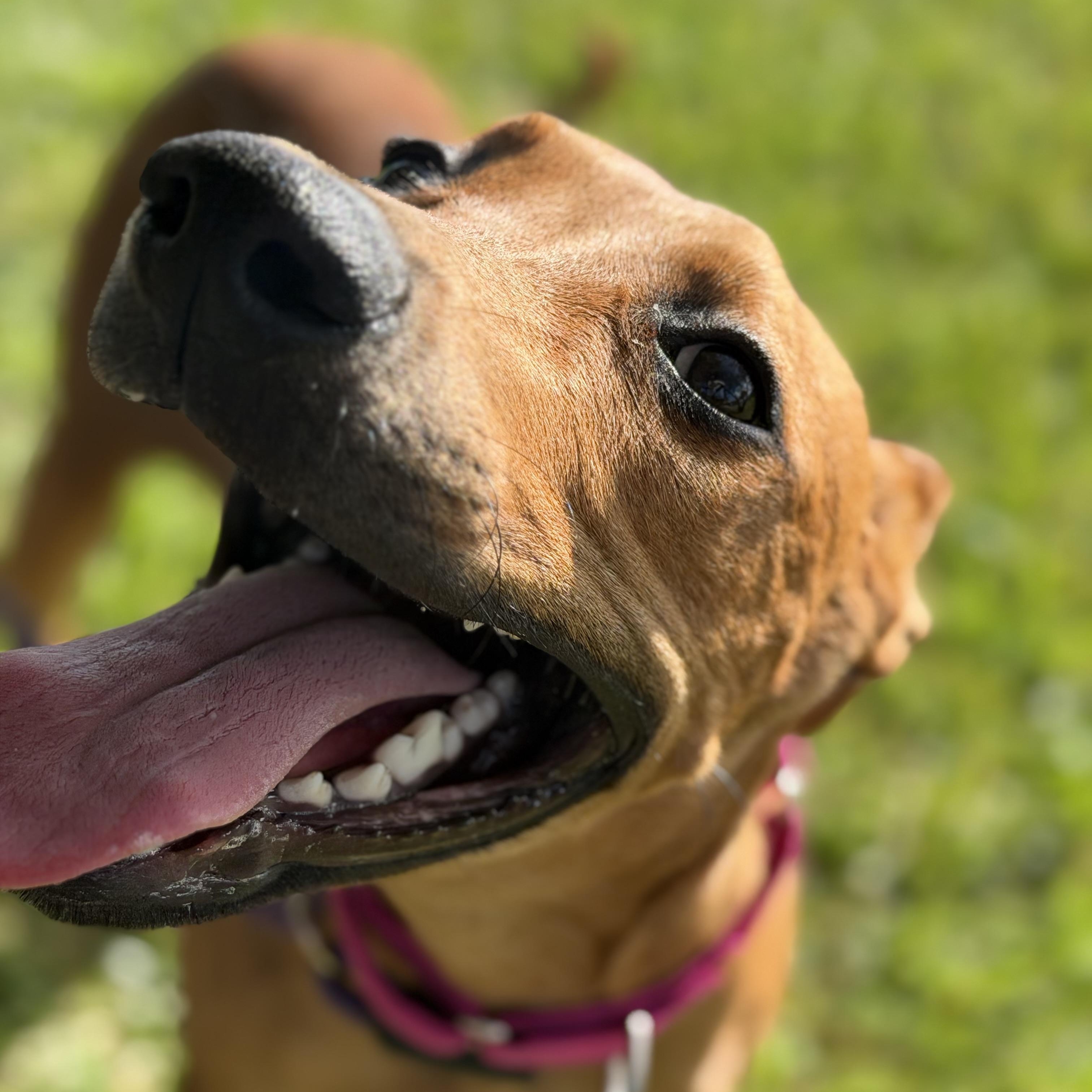 Enlarge Robin, a Adoptable mixed breed in Brentwood, NH image 2/5