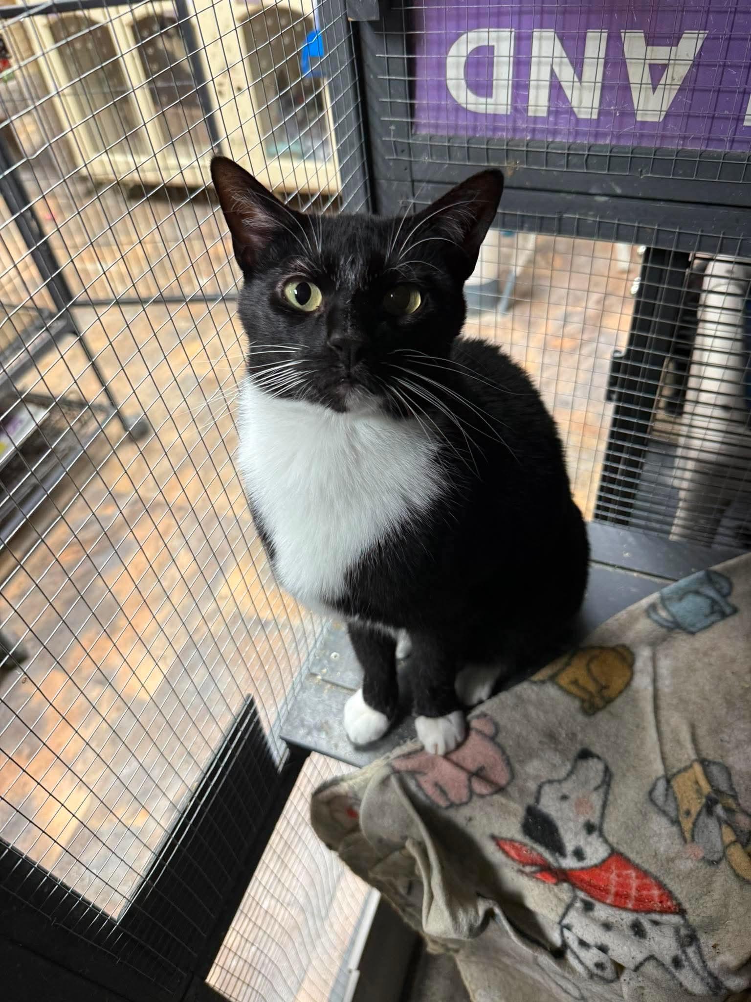 Tux, Adoptable, Adult Male Domestic Short Hair.